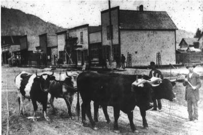 Herding through Main St. 1889   George Abbott, Chewelah Pioneer and his team of oxen (Tom & Jerry and Ned & Buck)